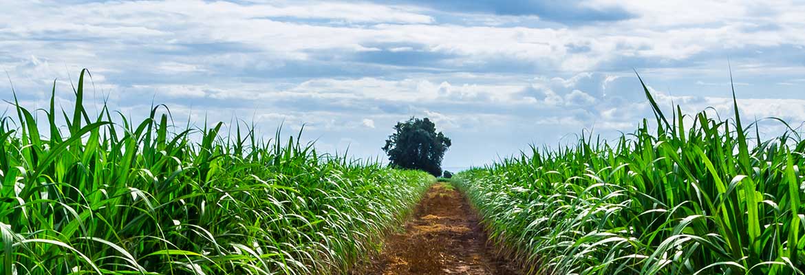 The Sugar Association of London & The Refined Sugar Association